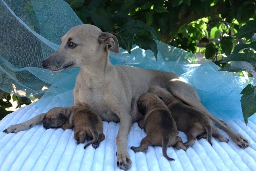 chiot Petit Levrier Italien du p'tit Grain de Folie