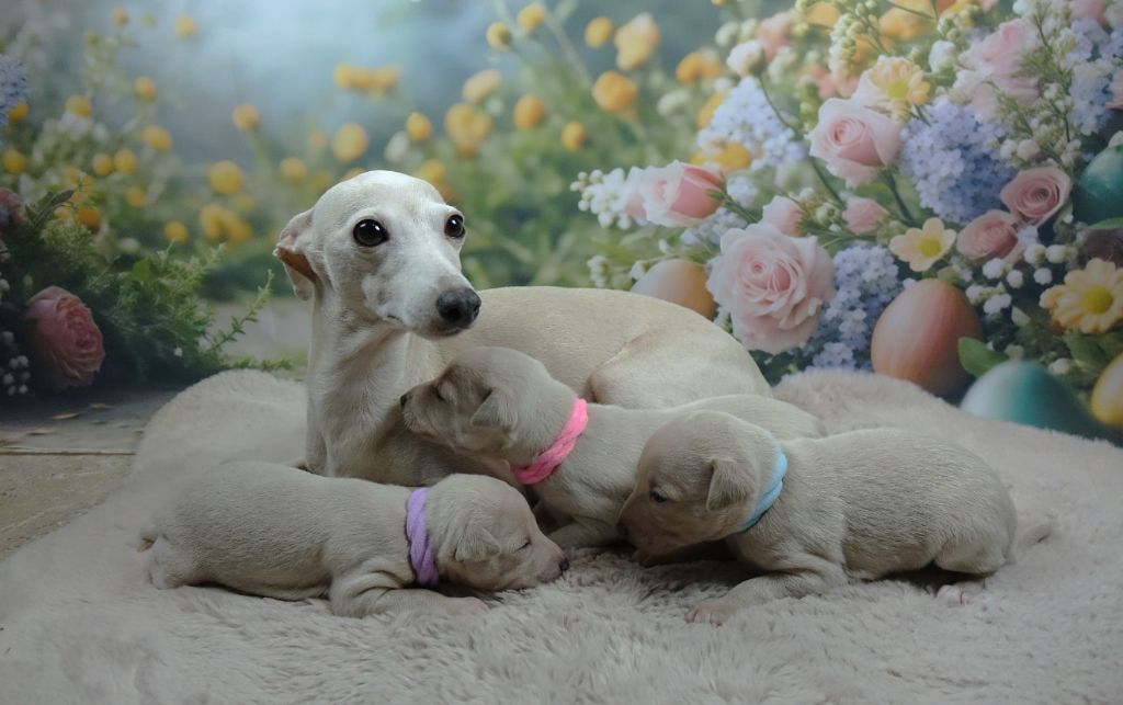 chiot Petit Levrier Italien du p'tit Grain de Folie