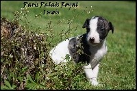 PARIS PALAIS ROYAL - collier marron