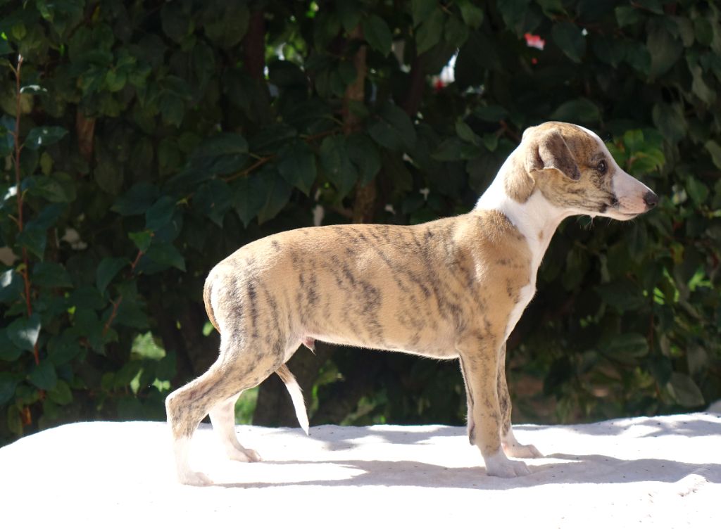 du p'tit Grain de Folie - Chiot disponible  - Whippet