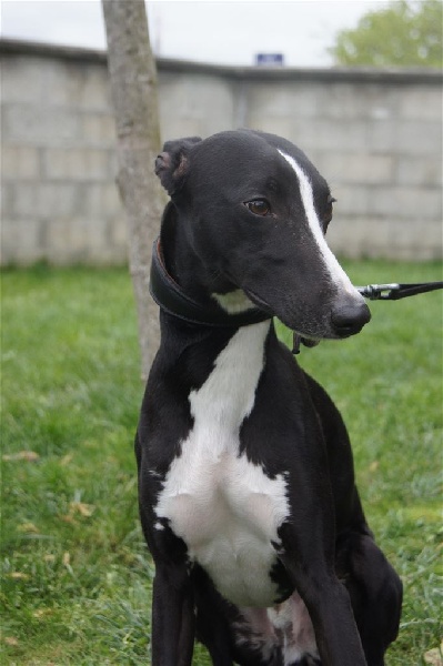 chien whippet noir et blanc