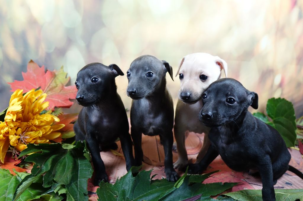 COLCHIQUES DANS LES PRES - PORTRAITS A 1 MOIS