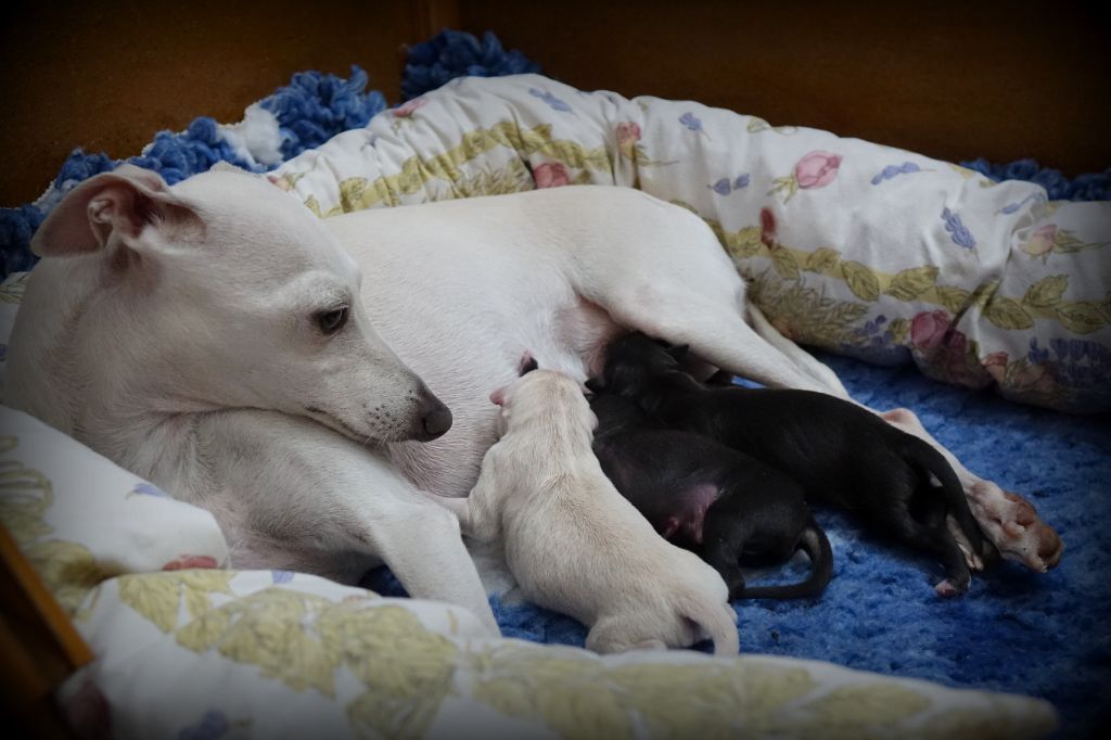 LES ADORABLES SONT NES