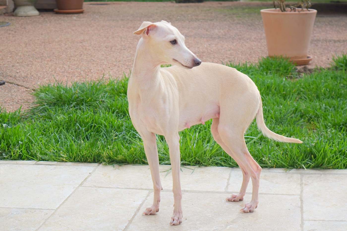 PORTEE BOHEME CHIC EN ROUTE