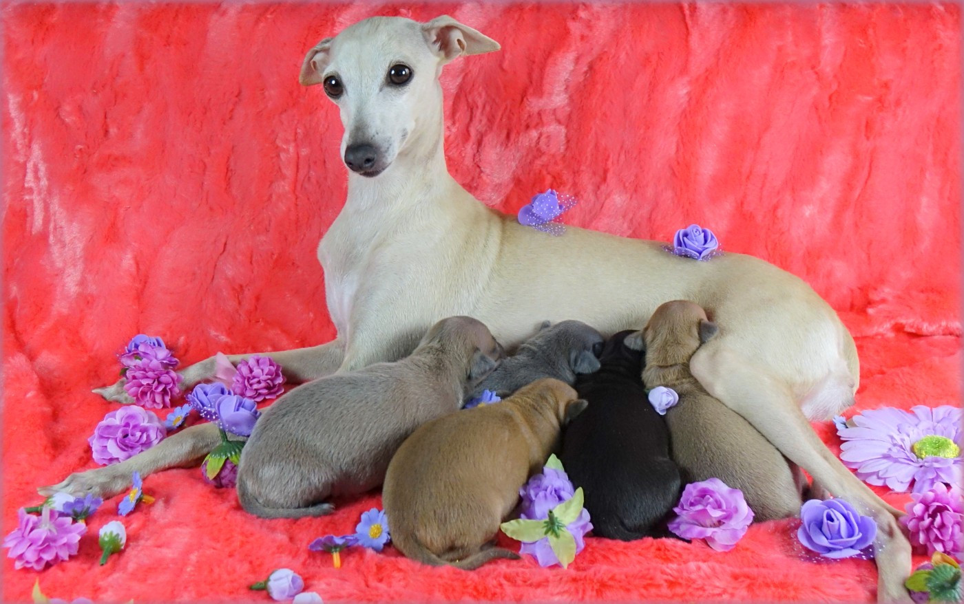 LES FLEURS DES CHAMPS ONT 10 JOURS