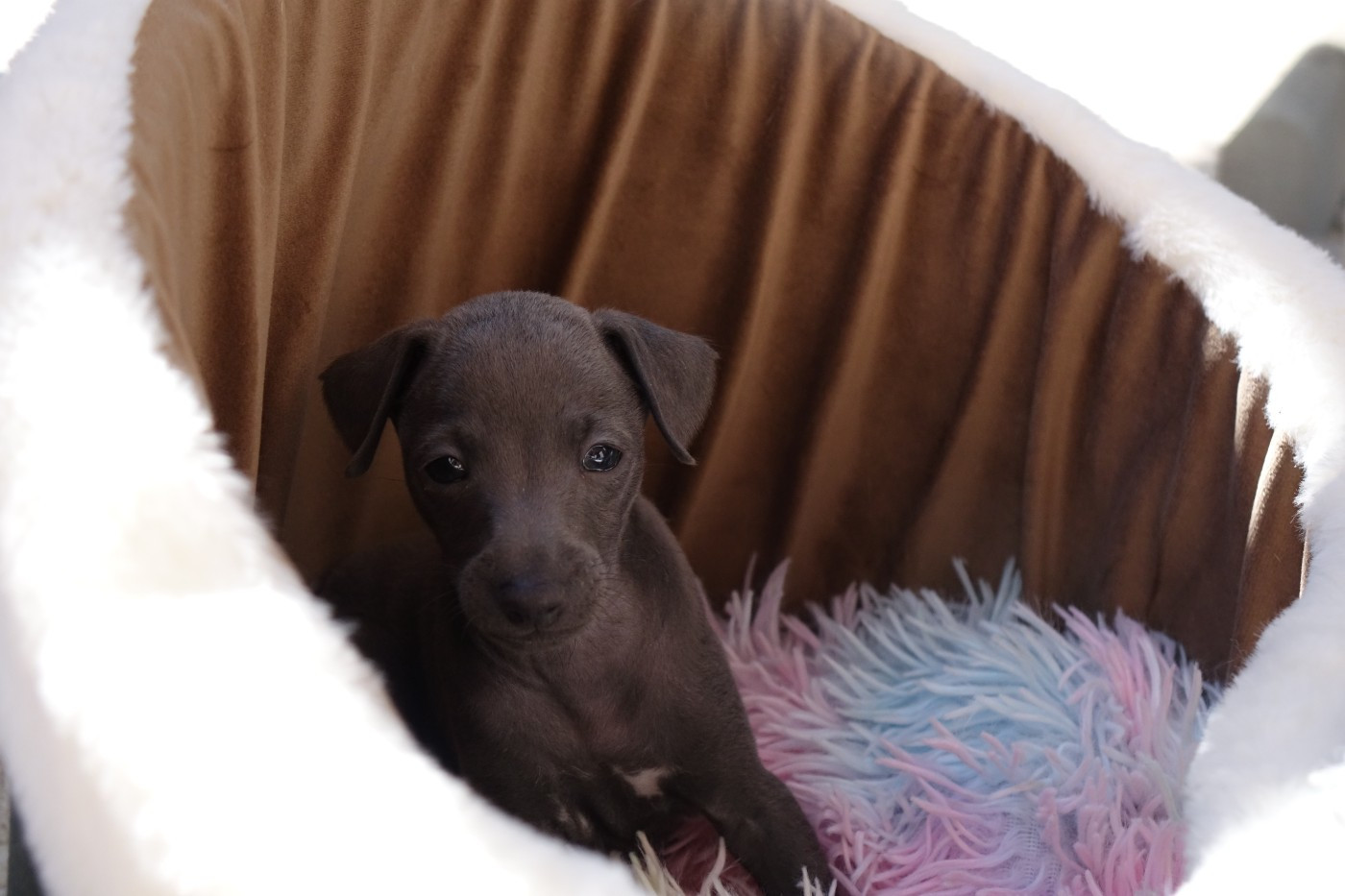 du p'tit Grain de Folie - 5 SEMAINES D'AMOUR