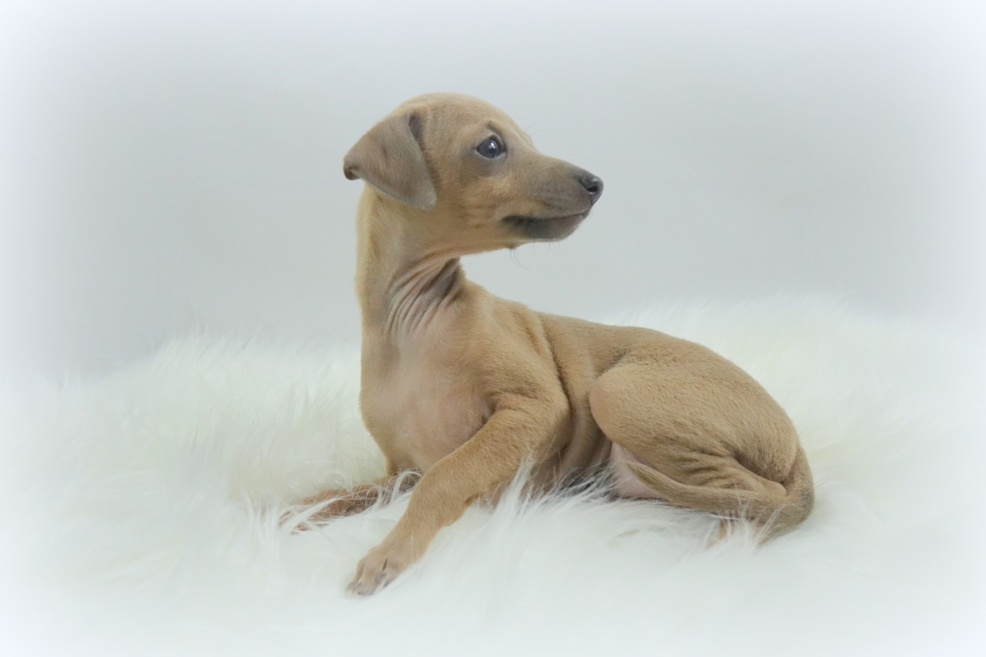 2 CHIOTS DISPONIBLES