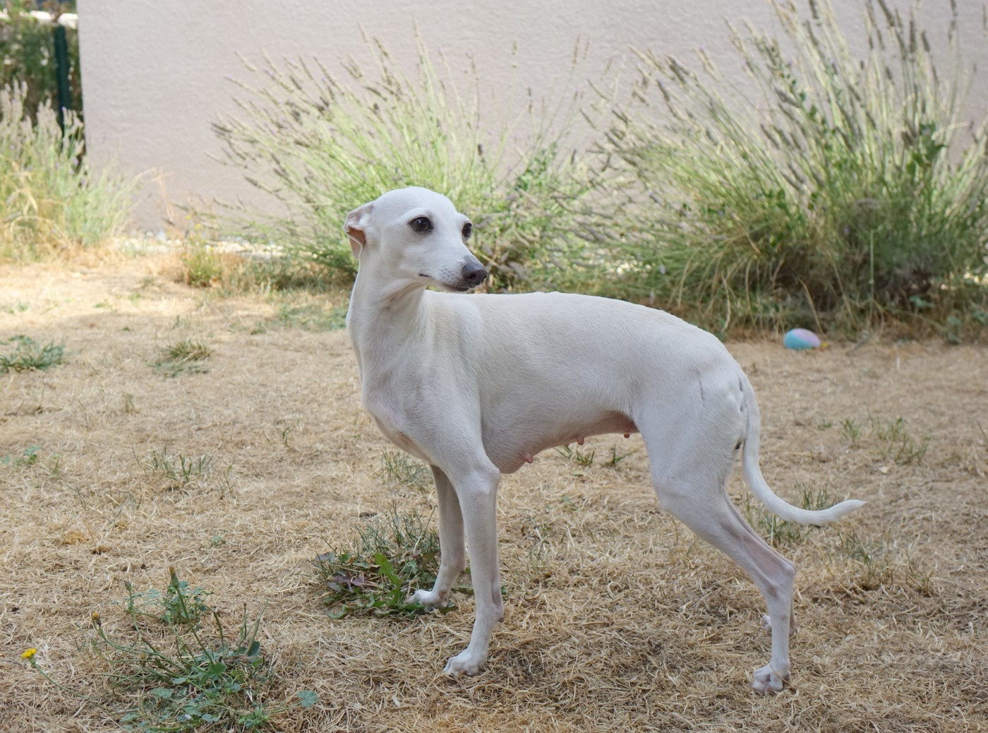 43 JOURS DE GESTATION POUR SUSIE