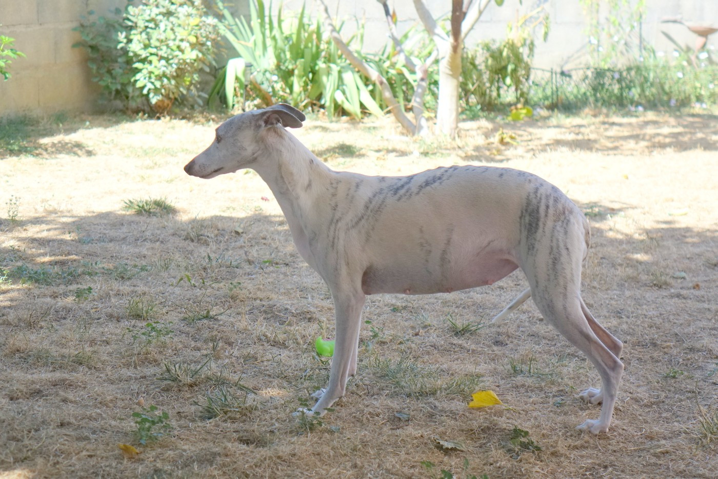 48 JOURS DE GESTATION