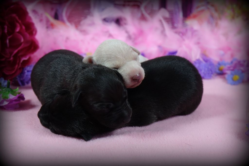 1 SEMAINE POUR LES ADORABLES