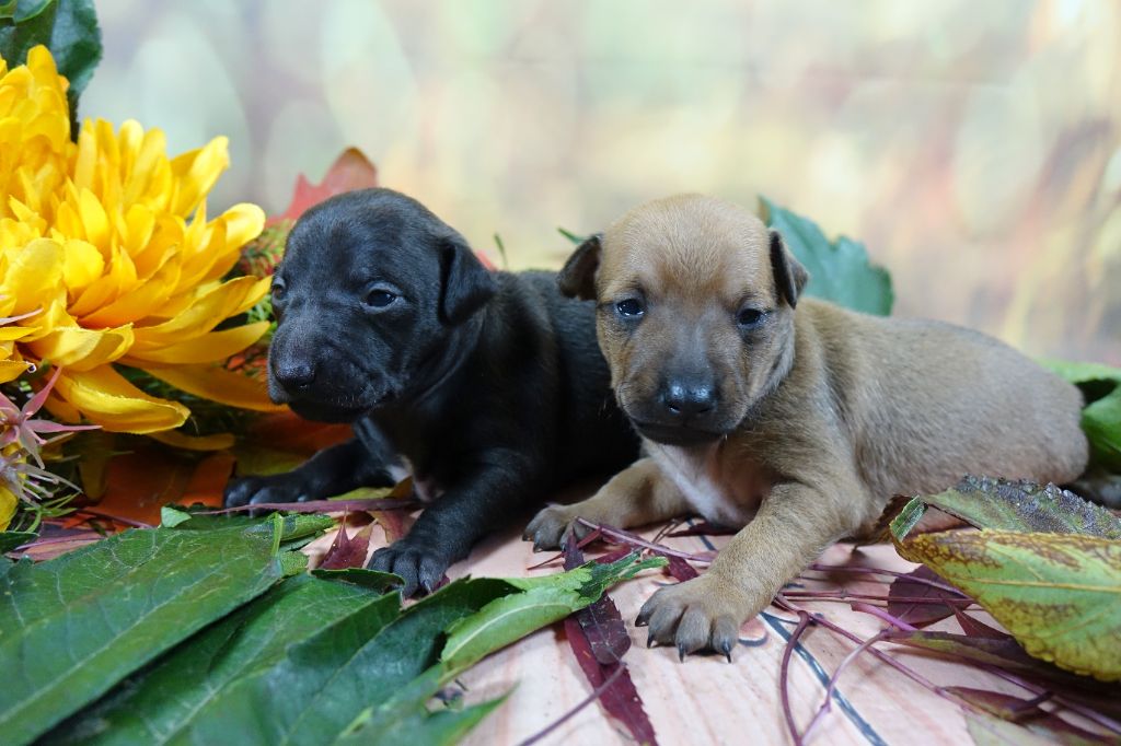 COLCHIQUES DANS LES PRES - PORTRAITS A 3 SEMAINES