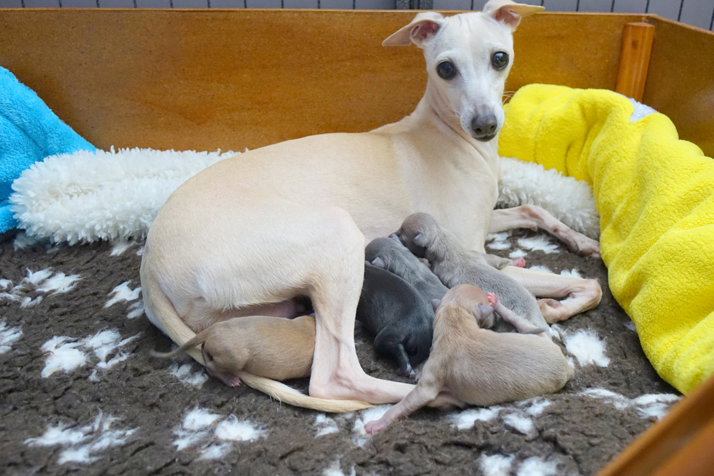 Chiot Petit Levrier Italien du p'tit Grain de Folie