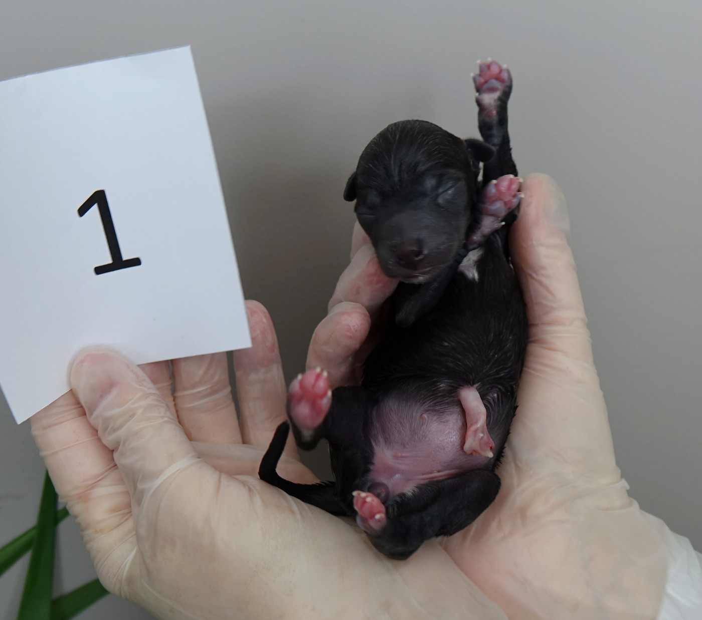 du p'tit Grain de Folie - Chiots disponibles - Petit Levrier Italien