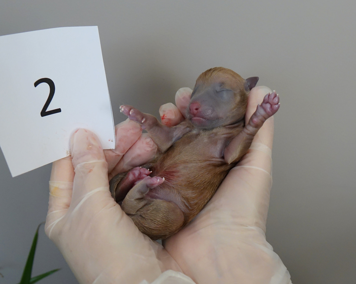 du p'tit Grain de Folie - Chiots disponibles - Petit Levrier Italien