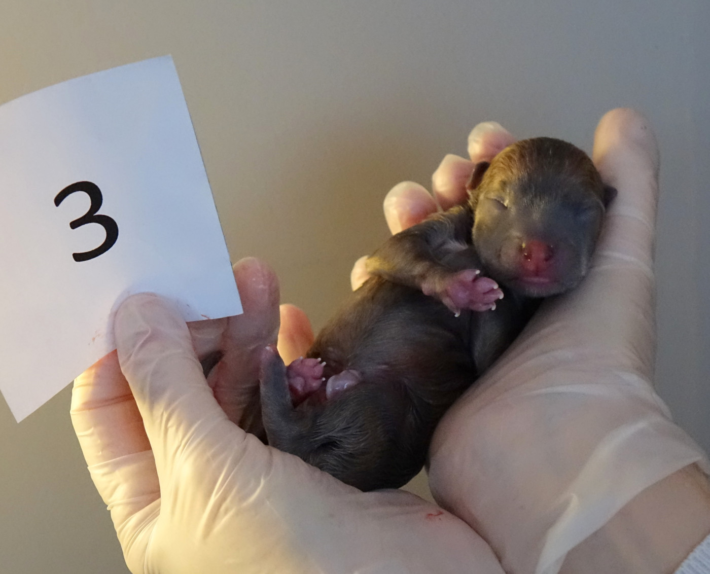 du p'tit Grain de Folie - Chiots disponibles - Petit Levrier Italien