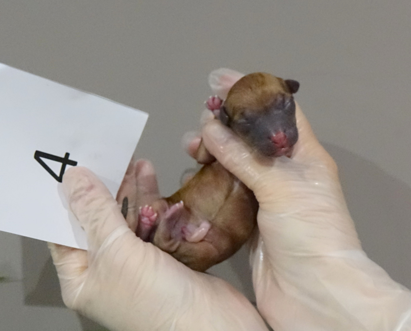 du p'tit Grain de Folie - Chiots disponibles - Petit Levrier Italien