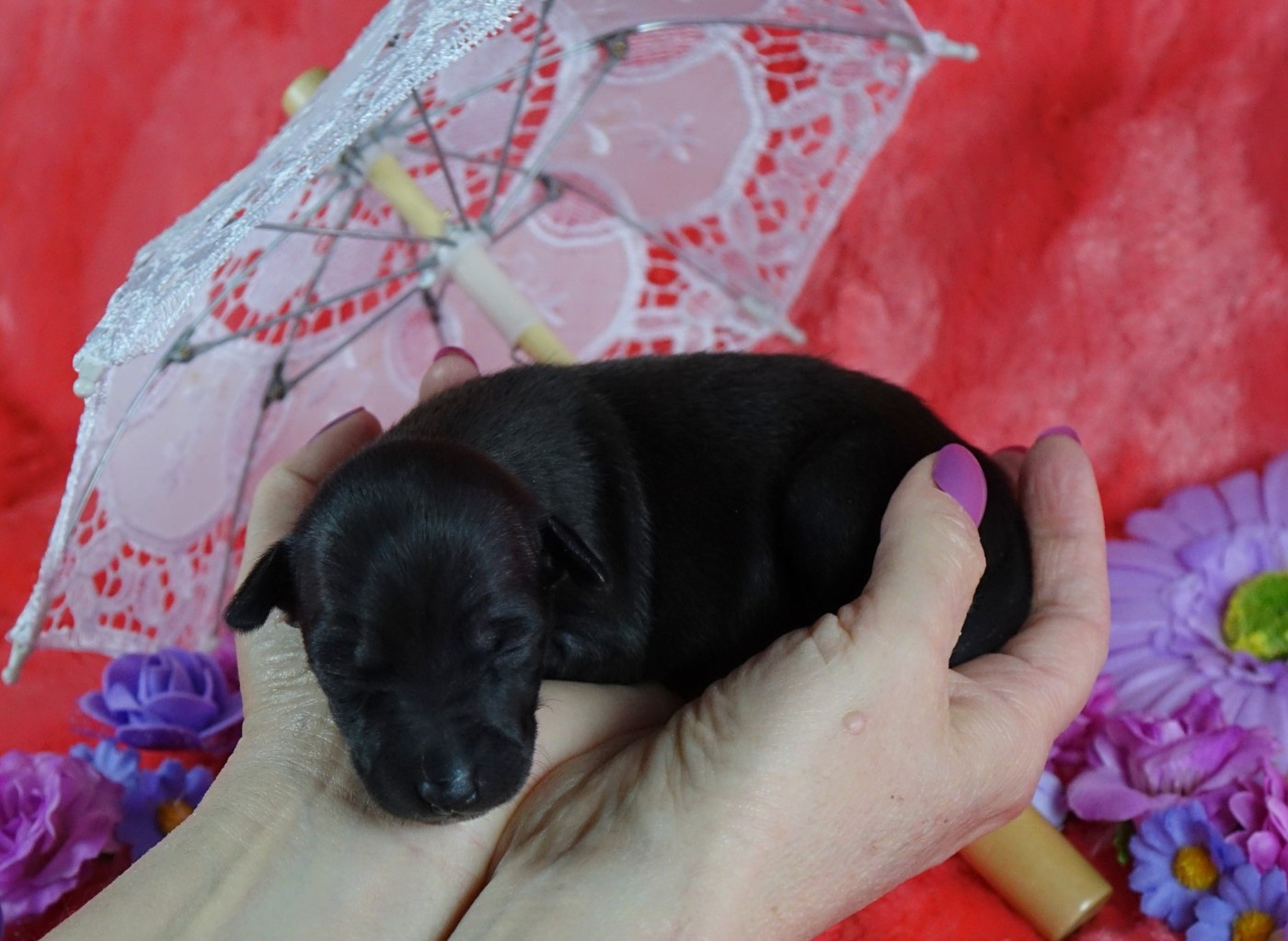 du p'tit Grain de Folie - Chiots disponibles - Petit Levrier Italien