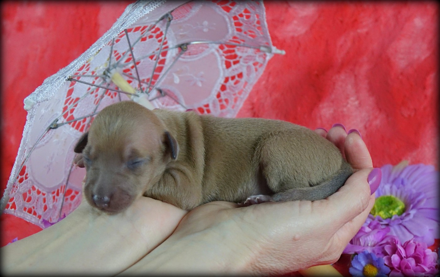 du p'tit Grain de Folie - Chiots disponibles - Petit Levrier Italien