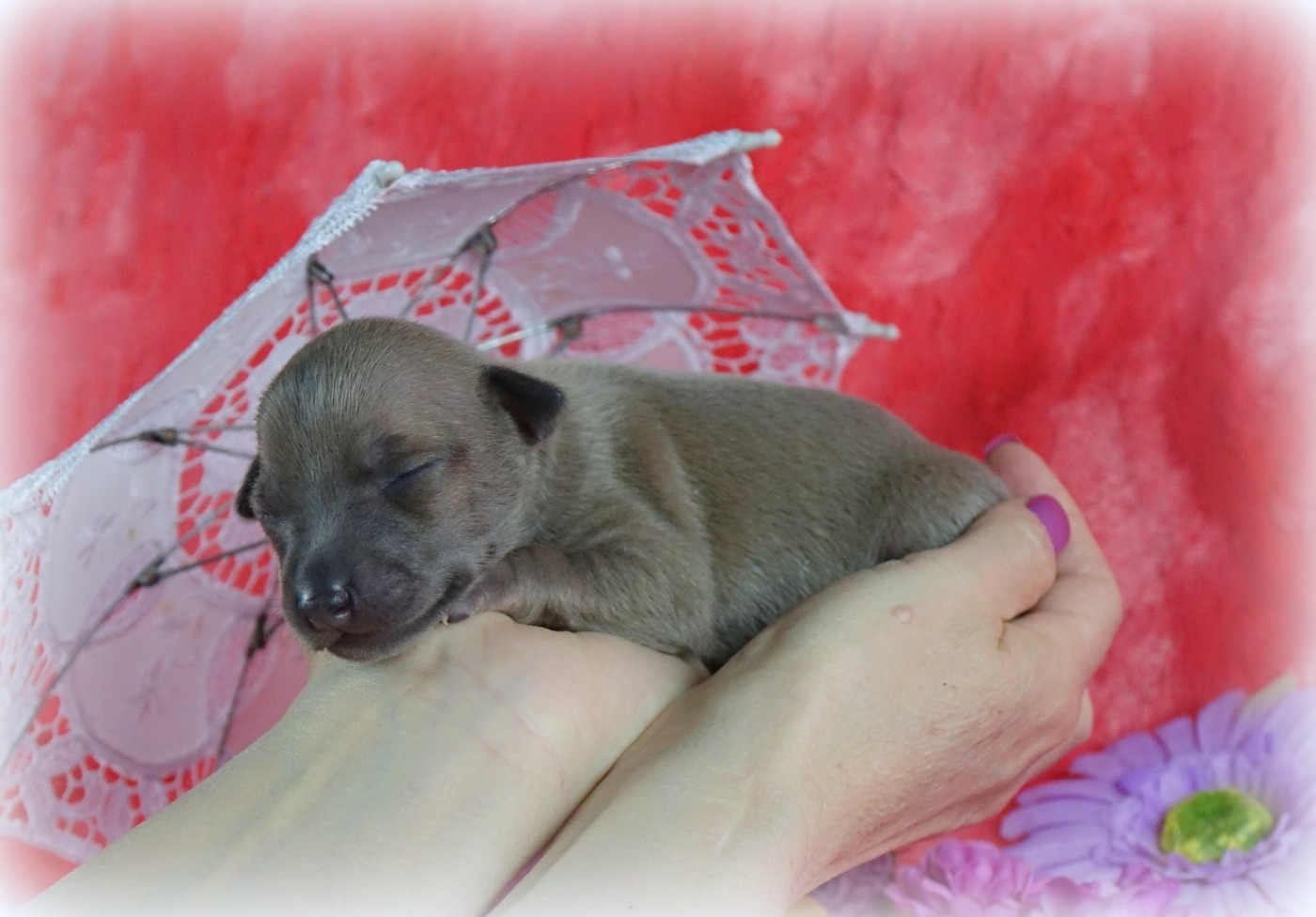 du p'tit Grain de Folie - Chiots disponibles - Petit Levrier Italien