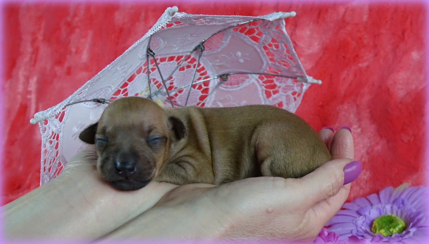 du p'tit Grain de Folie - Chiots disponibles - Petit Levrier Italien