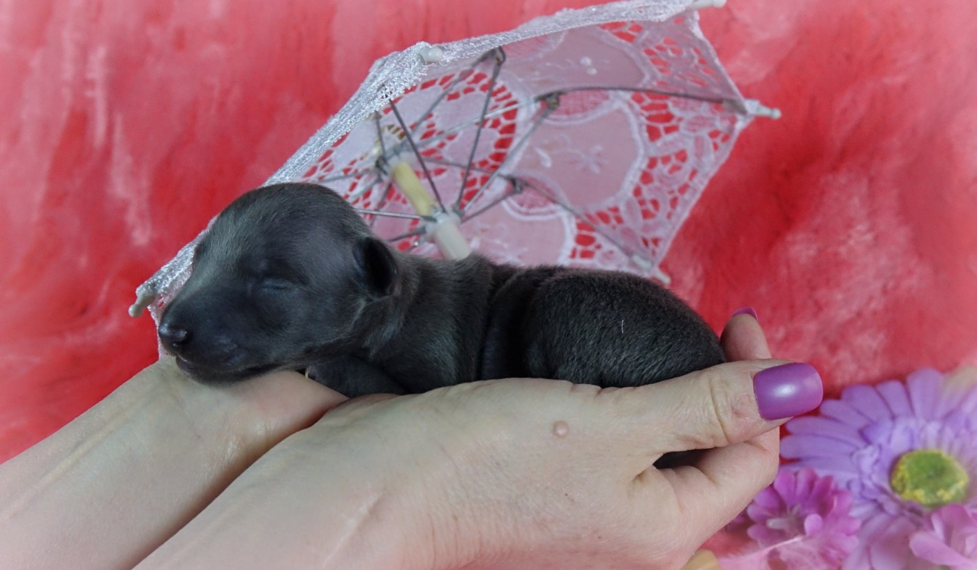 du p'tit Grain de Folie - Chiots disponibles - Petit Levrier Italien