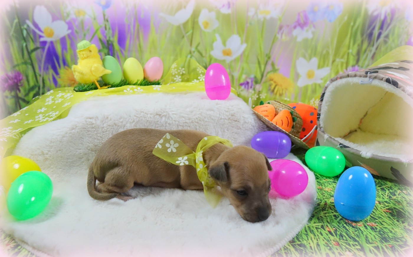 du p'tit Grain de Folie - Chiots disponibles - Petit Levrier Italien