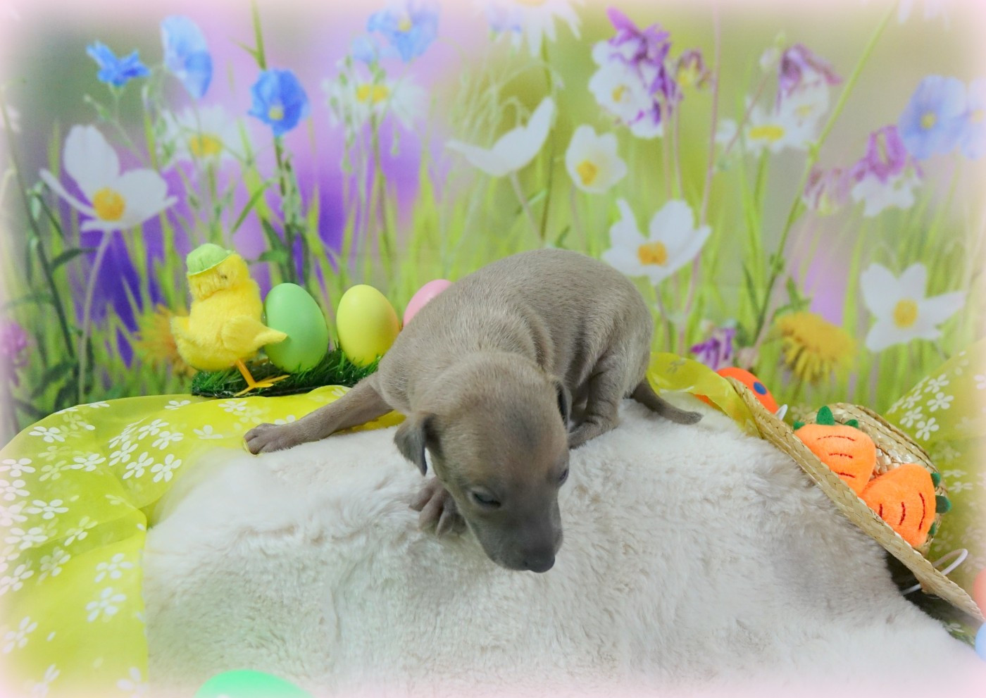 du p'tit Grain de Folie - Chiots disponibles - Petit Levrier Italien