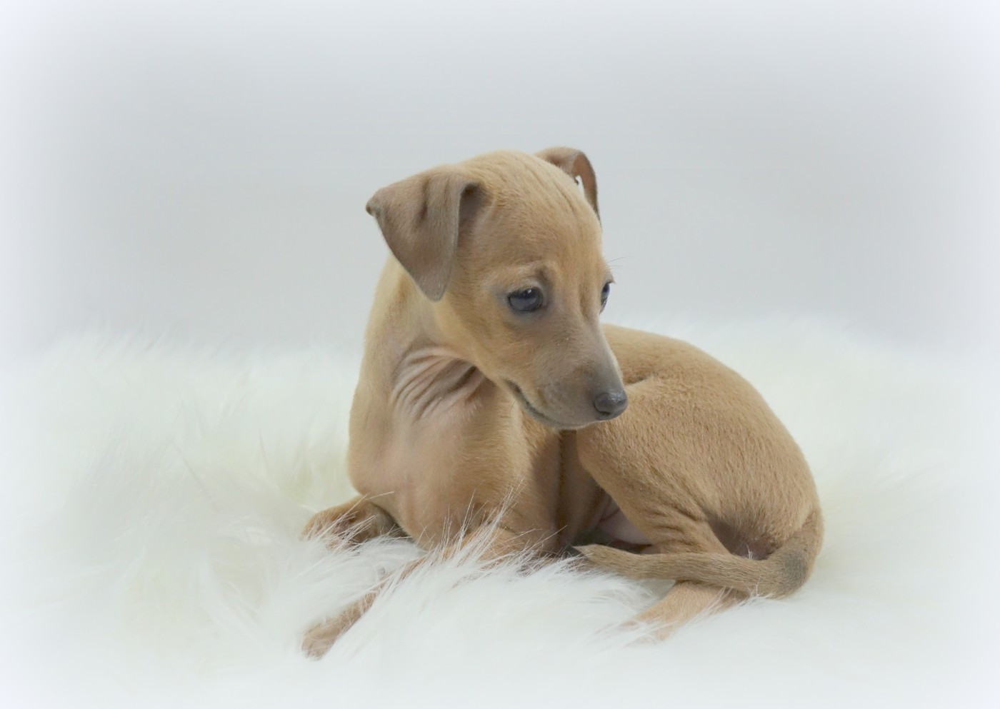 du p'tit Grain de Folie - Chiots disponibles - Petit Levrier Italien