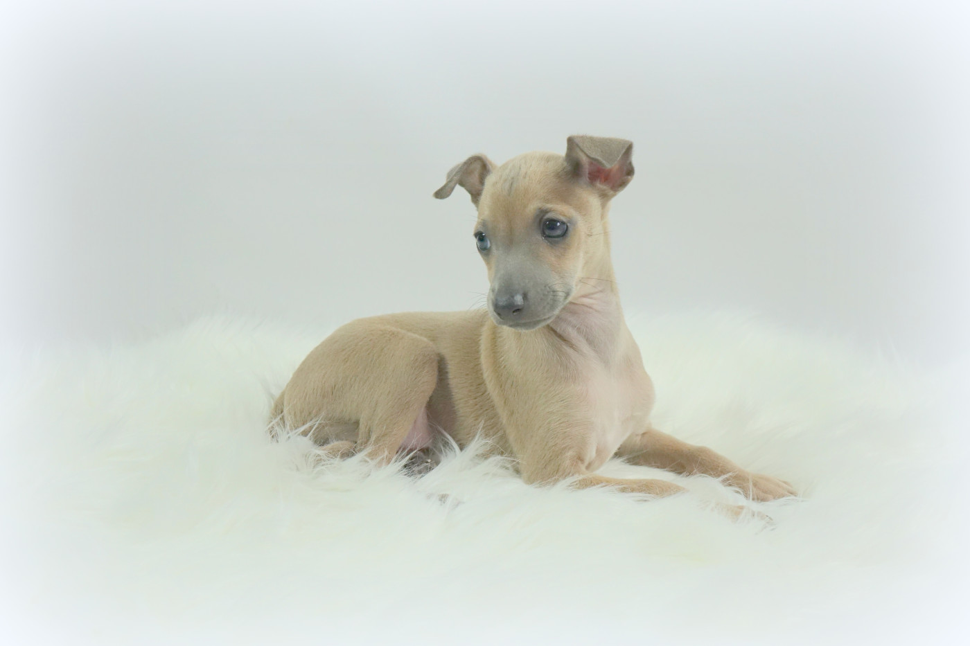 du p'tit Grain de Folie - Chiots disponibles - Petit Levrier Italien