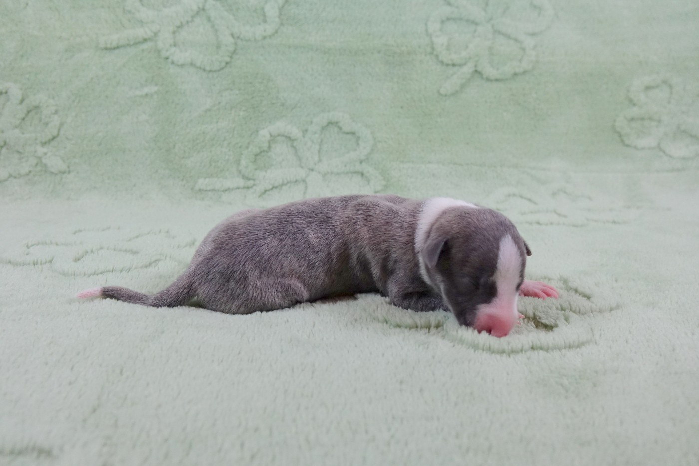 du p'tit Grain de Folie - Chiots disponibles - Whippet