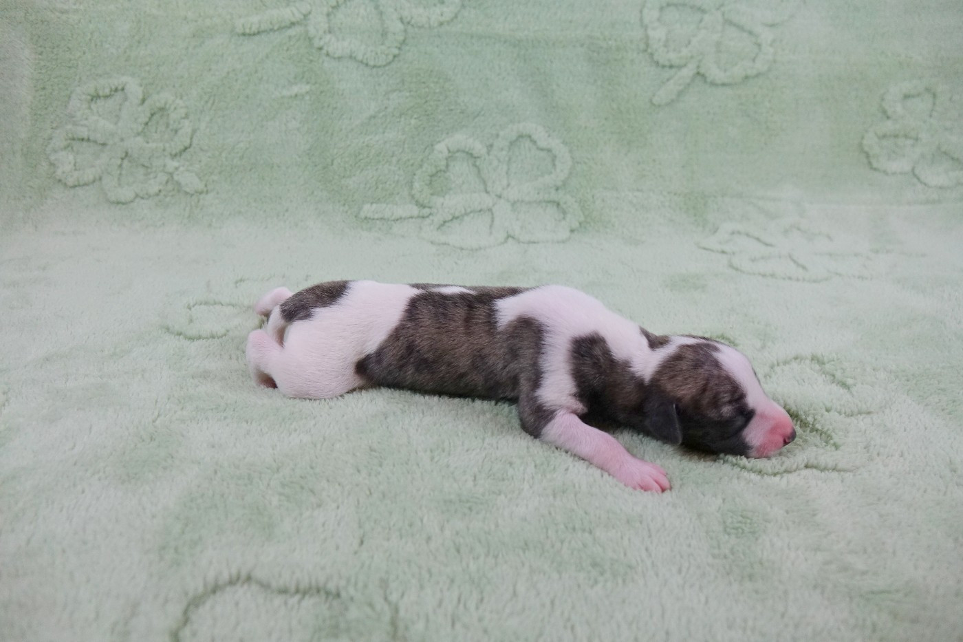 du p'tit Grain de Folie - Chiots disponibles - Whippet