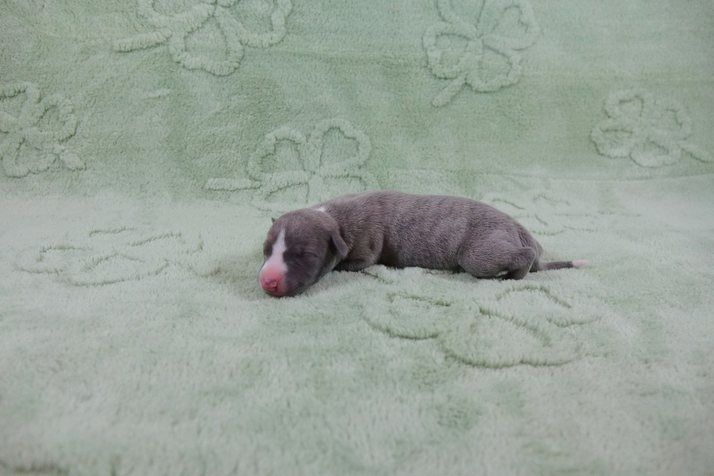 du p'tit Grain de Folie - Chiots disponibles - Whippet
