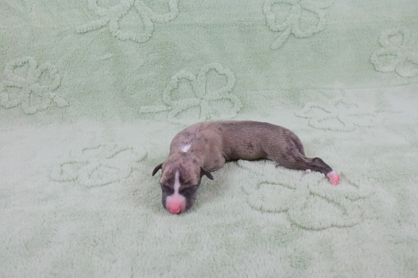 du p'tit Grain de Folie - Chiots disponibles - Whippet