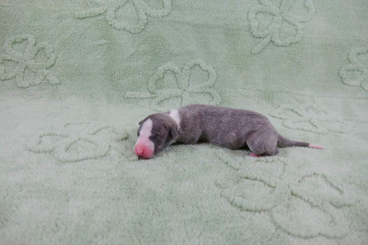 du p'tit Grain de Folie - Chiots disponibles - Whippet