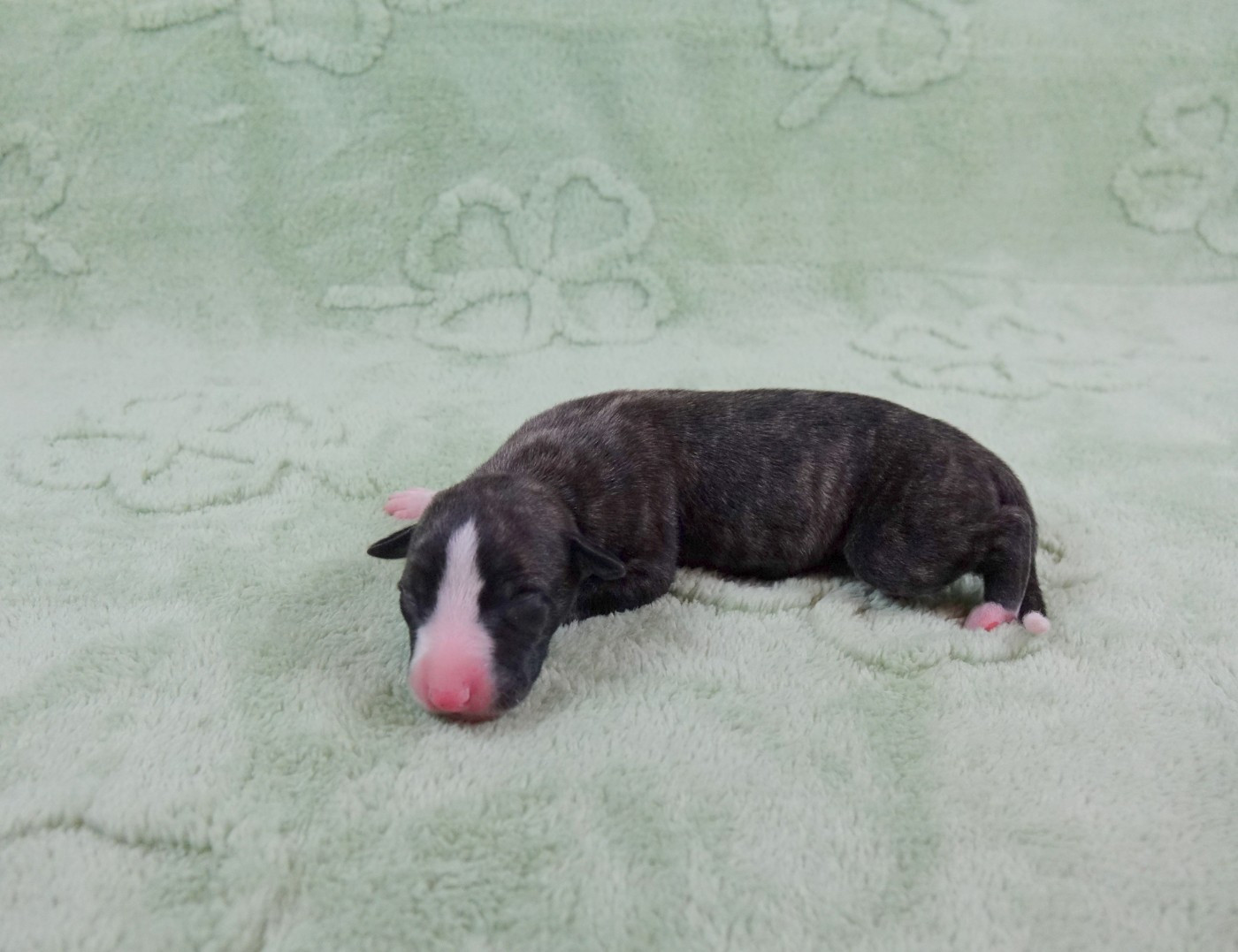 du p'tit Grain de Folie - Chiots disponibles - Whippet