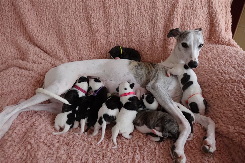 Chiot Whippet du p'tit Grain de Folie