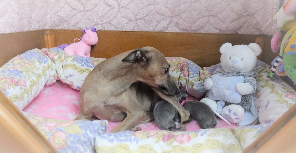 Chiot Petit Levrier Italien du p'tit Grain de Folie