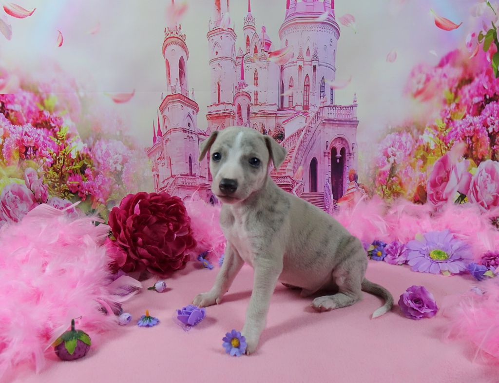 du p'tit Grain de Folie - Chiots disponibles - Whippet