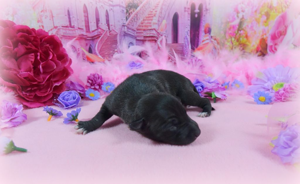 du p'tit Grain de Folie - Chiots disponibles - Petit Levrier Italien