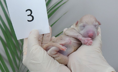 CHIOT 3