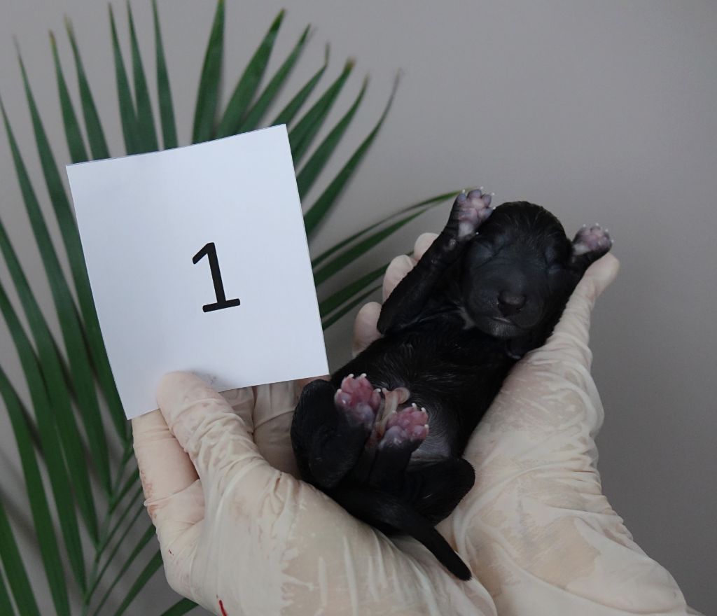 du p'tit Grain de Folie - Chiots disponibles - Petit Levrier Italien