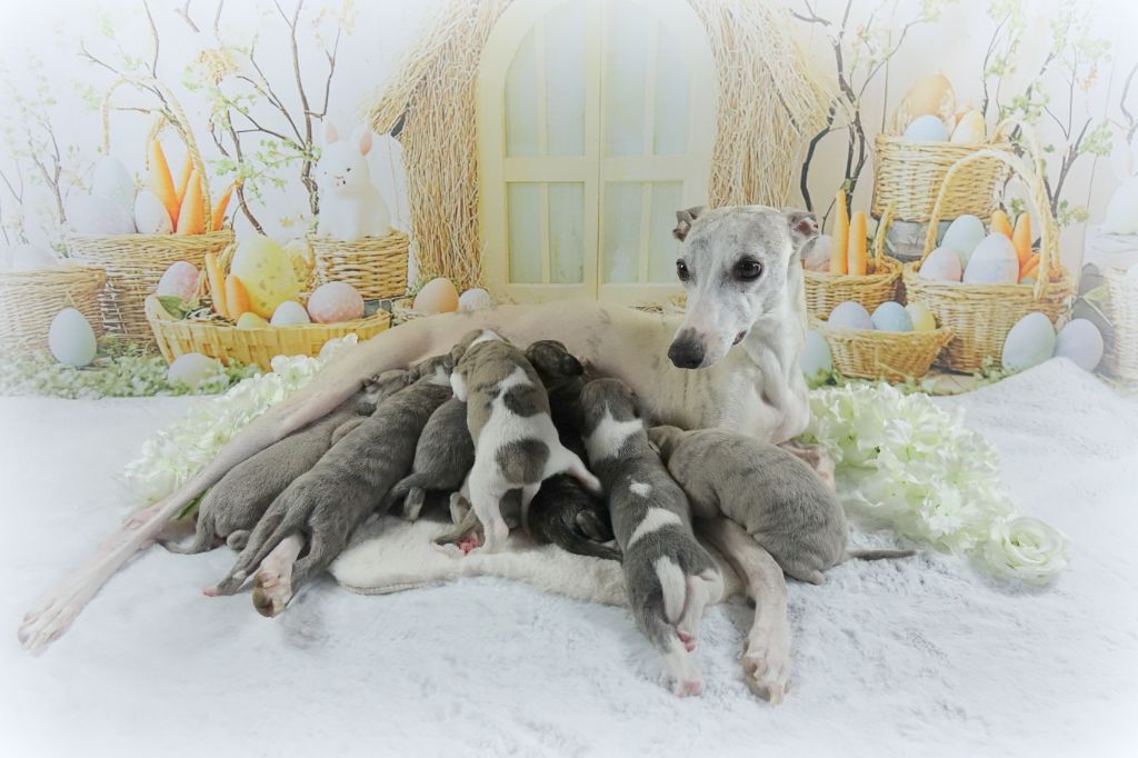 Chiot Whippet du p'tit Grain de Folie