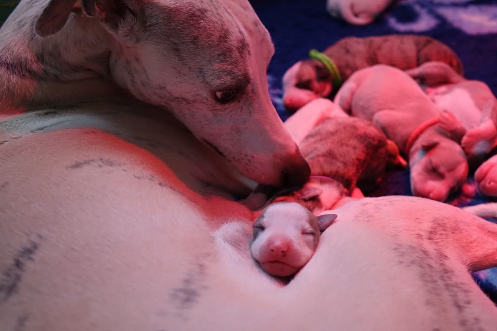 Chiot Whippet du p'tit Grain de Folie