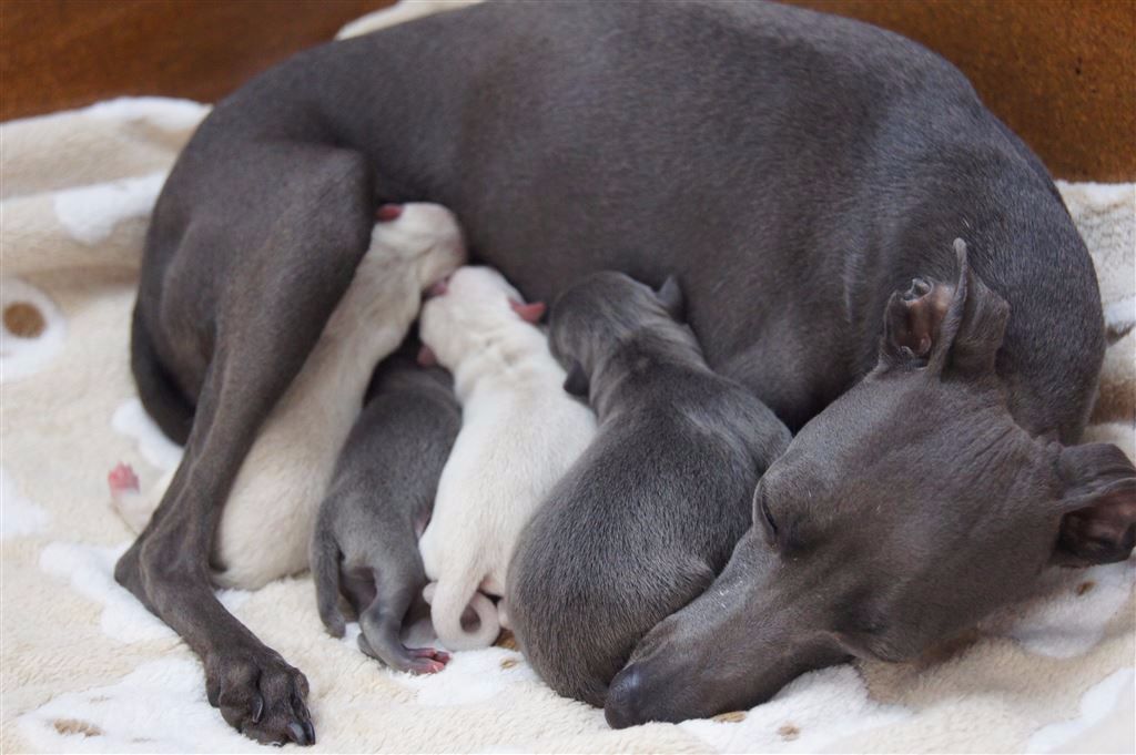 Chiot Petit Levrier Italien du p'tit Grain de Folie