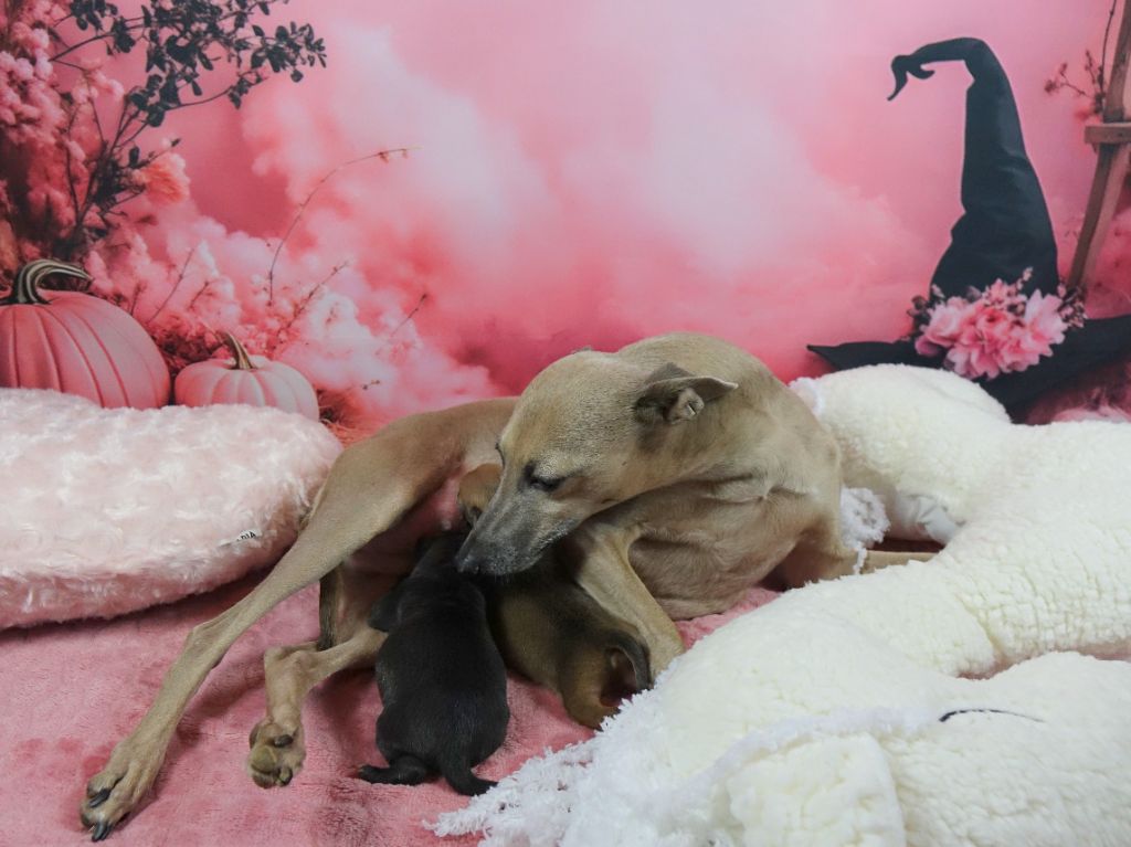 du p'tit Grain de Folie - Petit Levrier Italien - Portée née le 07/10/2025