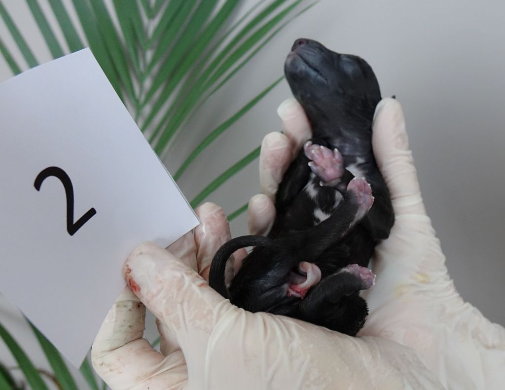 du p'tit Grain de Folie - Chiots disponibles - Petit Levrier Italien